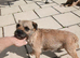Border terrier pups (SLEM TESTED CLEAR)