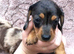 Girls &pound;1000 boys &pound;950 6 beautiful dachshund pups ready to Leave for the forever loving home