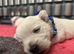 KC gorgeous Westies puppies