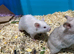 Syrian Hamster Baby female