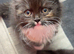 Ragdoll cross kittens