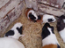 Baby female guinea pigs