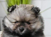 KC Registered Pedigree Pomeranian Boys – Tiny Teddy Bear Type