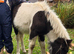 Shetland x Dartmoor