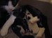 Black fluffy tortoise shell female kitten
