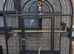 Tame beutiful African with large cage