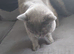 Gorgeous 2 year old male bsh