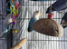 Baby lovebirds Glasgow