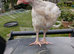 Chick looking for home