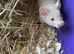 Syrian Hamster Baby Boys - Reserve Now