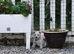Lovely West Highland Terrier Puppy Girls