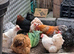 Pekin bantams hatching eggs small breed