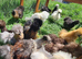 Silkie pullets for sale