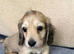 Gorgeous shaded cream boy, 1 remaining