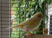 Canary and cage full set up