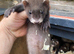 Young polecat ferrets