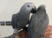 Baby HandReared Super Tame Cuddly African Grey Parrot,16