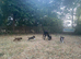 KC Registered Boxer Puppies
