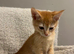 3 STUNNING GIRLS URGENTLY NEEDING HOMES