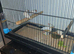 Zebra Finch Pairs