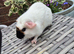 Baby Guinea Pig Sows Teddy Crested Smooth