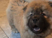 Beautiful chocolate chows