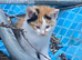 Adorable Manx kittens ready to be homed