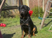STUD only KC registered Rottweiler