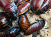 10 X Madagascar Hissing Cockroach (Large) &pound;25 + &pound;6 Delivery