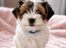 Gorgeous Tiny Biewer Yorkshire Terrier Puppies