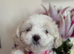 Maltese puppies