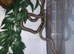 Baby motley boas