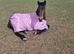 New forest gelding 4 years old
