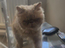 Male flat faced persian