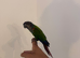 Stunning hand reared conure , very pleasant and friendly