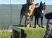 9 month old Male pup trained looking for loving home