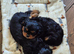 *REDUCED* Cavalier King Charles Male Puppies