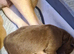 3 beautiful puppies