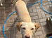 Female Labradors
