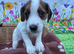 jack russell 4 6