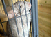 Two adorable well behaved chinchillas looking for new home