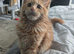 Red Mainecoon
