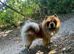 Female chow chow