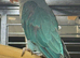 Blue female alexandrine for sale