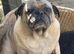 Male pug
