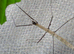 Cat Tien Stick Insect Eggs (Lobofemora Scheirei) Approx. 5-10
