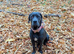 Female cane corso