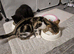 Kittens for sale 4 months old.Male and female