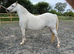 Welsh section A four year old mare