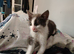 Kitten for sale Antrim